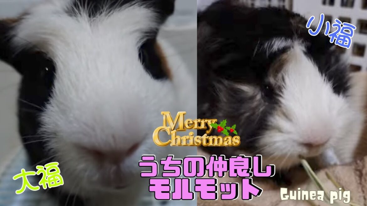 🎅メリークリスマス🎄ウチの仲良しモルモット🐹大福＆小福