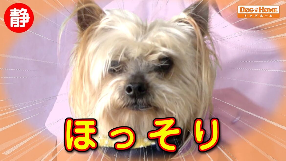 可愛い。。。おじいちゃん【ヨークシャテリアのレオンくんのシャンプー編】 ୨୧∵トリミング サロン DOG HOME ドッグホーム∵୨୧ 可愛い。。。おじいちゃん【ヨークシャテリアのレオンくんのシャンプー編】 ୨୧∵トリミング サロン DOG HOME ドッグホーム∵୨୧