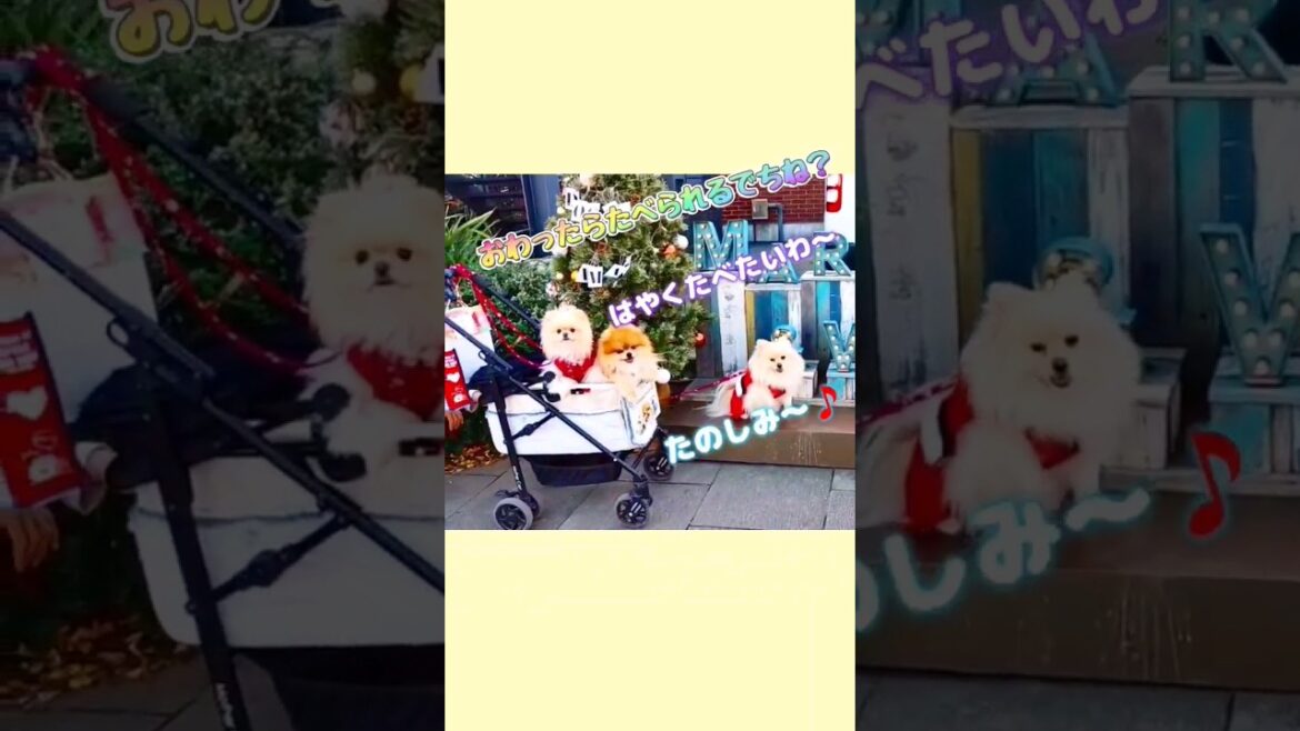 【横浜クリスマスマーケット】ドギークリスマスでおねだりするポメラニアン兄妹#shorts