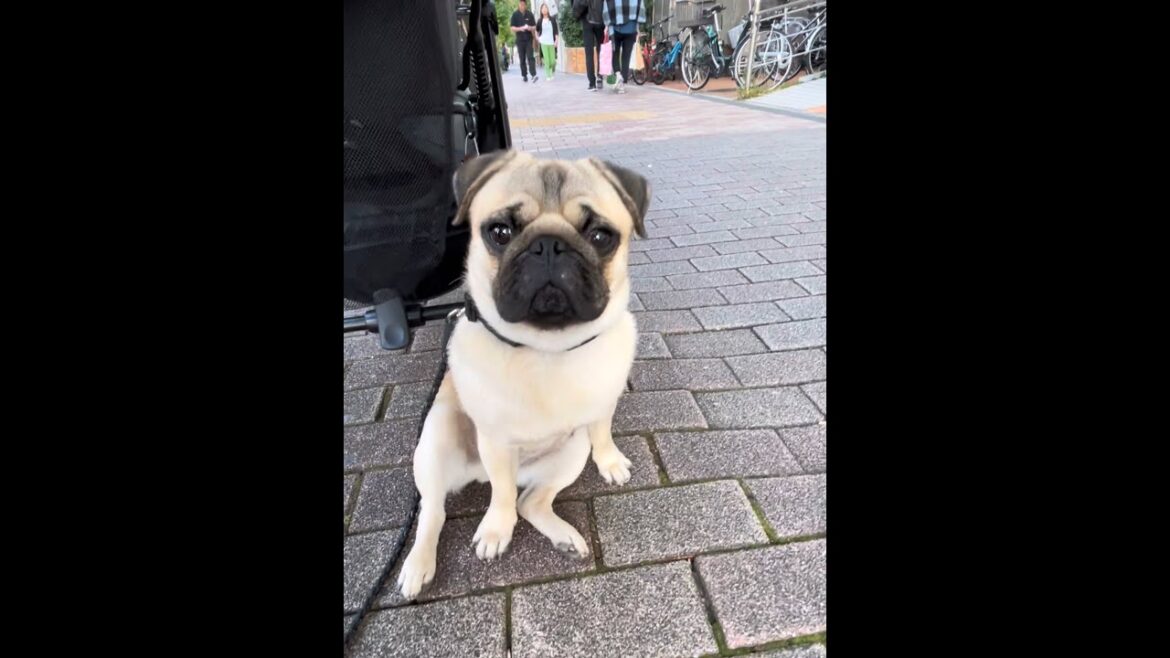 [パグ]へんな座り方🤭 待ち時間ひま🐶(sit in a strange way) #shorts
