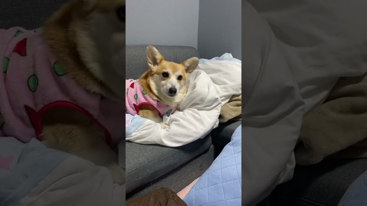 吠えた！！思い出した！ #dog #コーギー #くきたん