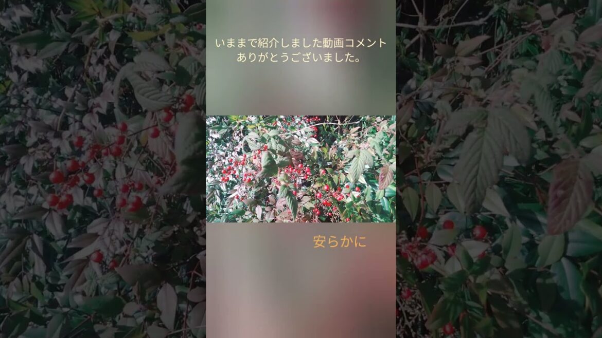 希望と笑いの実を溢れるくらいありがとう!Live in your heart! thank you 希望と笑いの実を溢れるくらいありがとう!Live in your heart! thank you
