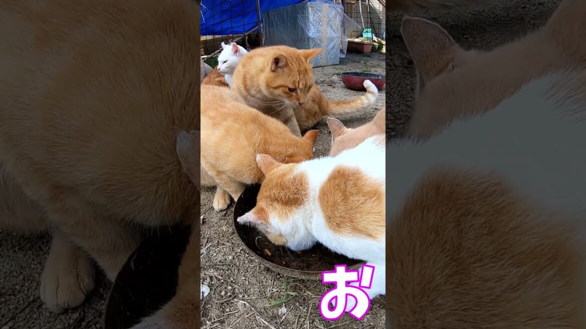 猫」「CAT & PEACE」 #cat #ソマリ #feralcat #ねこ動画 #straycat #保護猫 #野良猫ちゃん #wildcat #cat #猫動画 #猫好きさんと繋がりたい