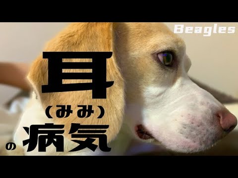 ビーグルの耳は大変なんです。そば太郎くん病院に行く!! ビーグルの耳は大変なんです。そば太郎くん病院に行く!!