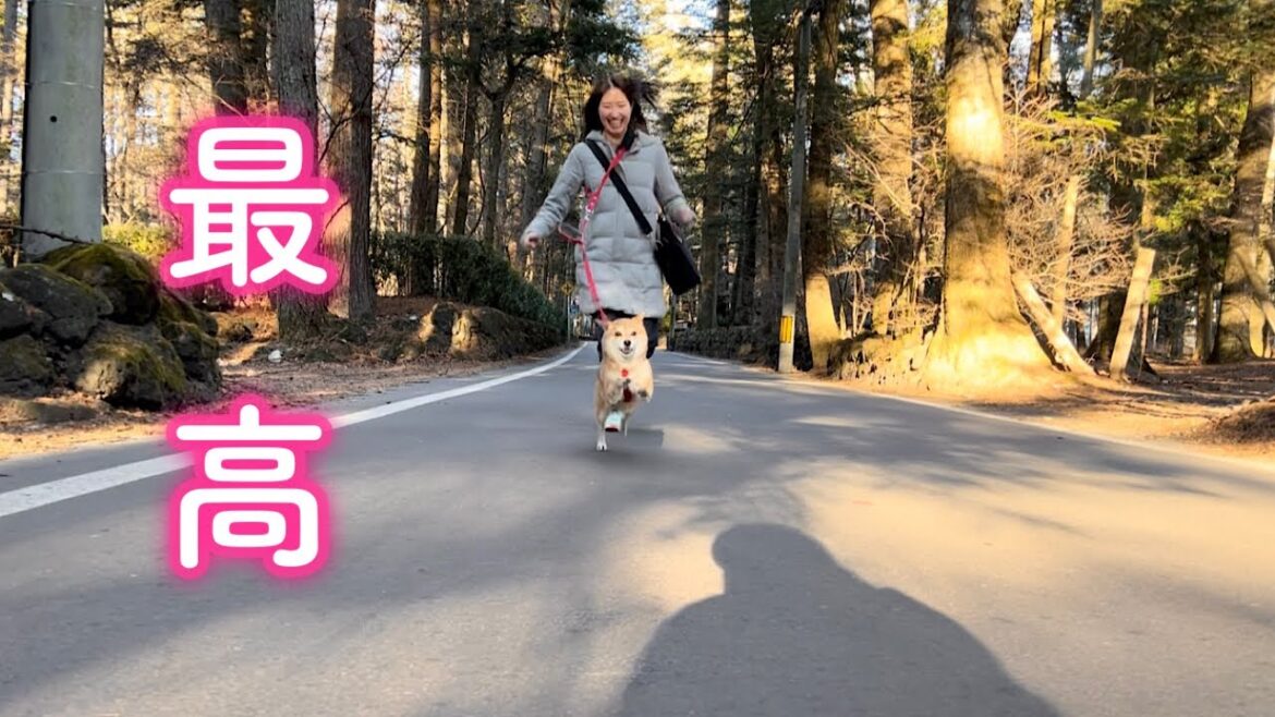 軽井沢の絶景に大興奮しママを置き去りに大爆走する柴犬が可愛い 軽井沢の絶景に大興奮しママを置き去りに大爆走する柴犬が可愛い