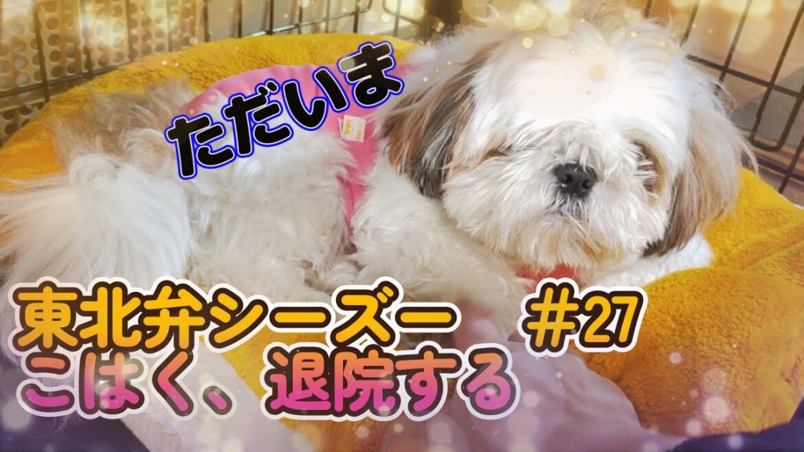 【東北弁シーズー】　＃27 こはくが帰ってきました。