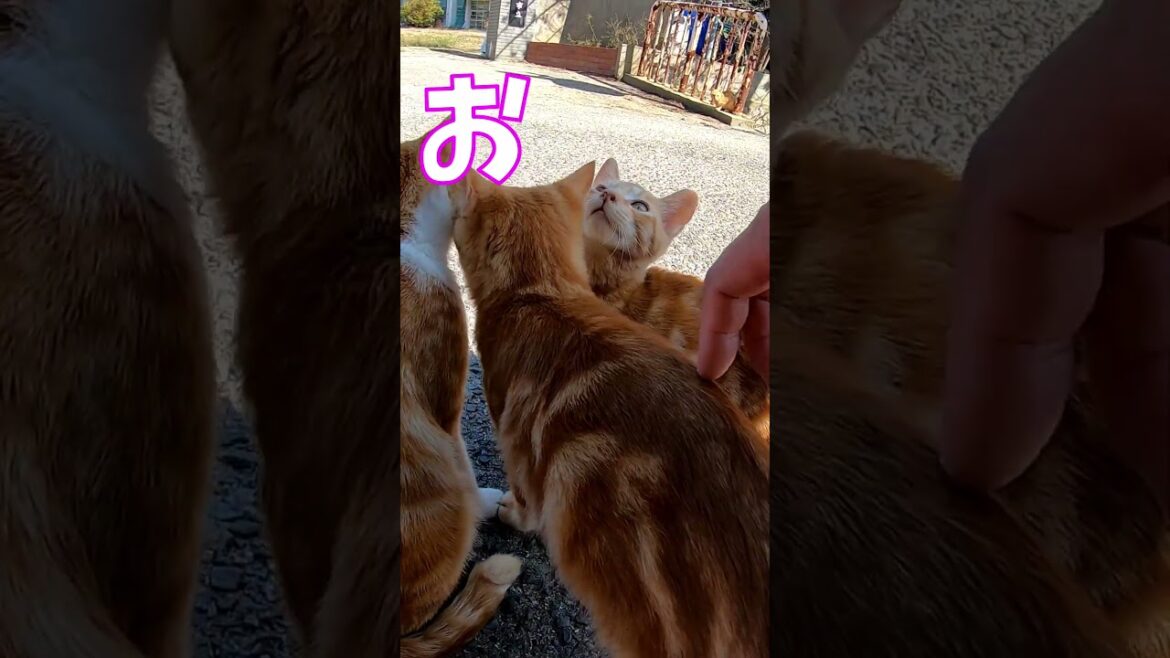 猫」「CAT & PEACE」 #cat #ソマリ #feralcat #ねこ動画 #straycat #保護猫 #野良猫ちゃん #wildcat #cat #猫動画 #猫好きさんと繋がりたい