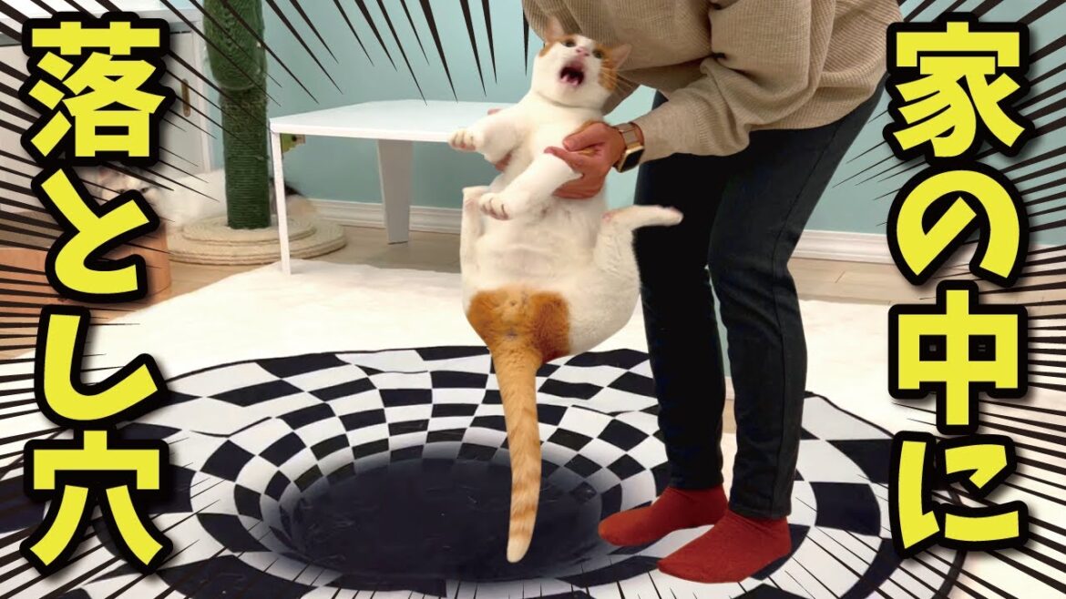 家の中に落とし穴があった時の猫たちの反応が面白すぎた笑【関西弁でしゃべる猫】【猫アテレコ】 家の中に落とし穴があった時の猫たちの反応が面白すぎた笑【関西弁でしゃべる猫】【猫アテレコ】