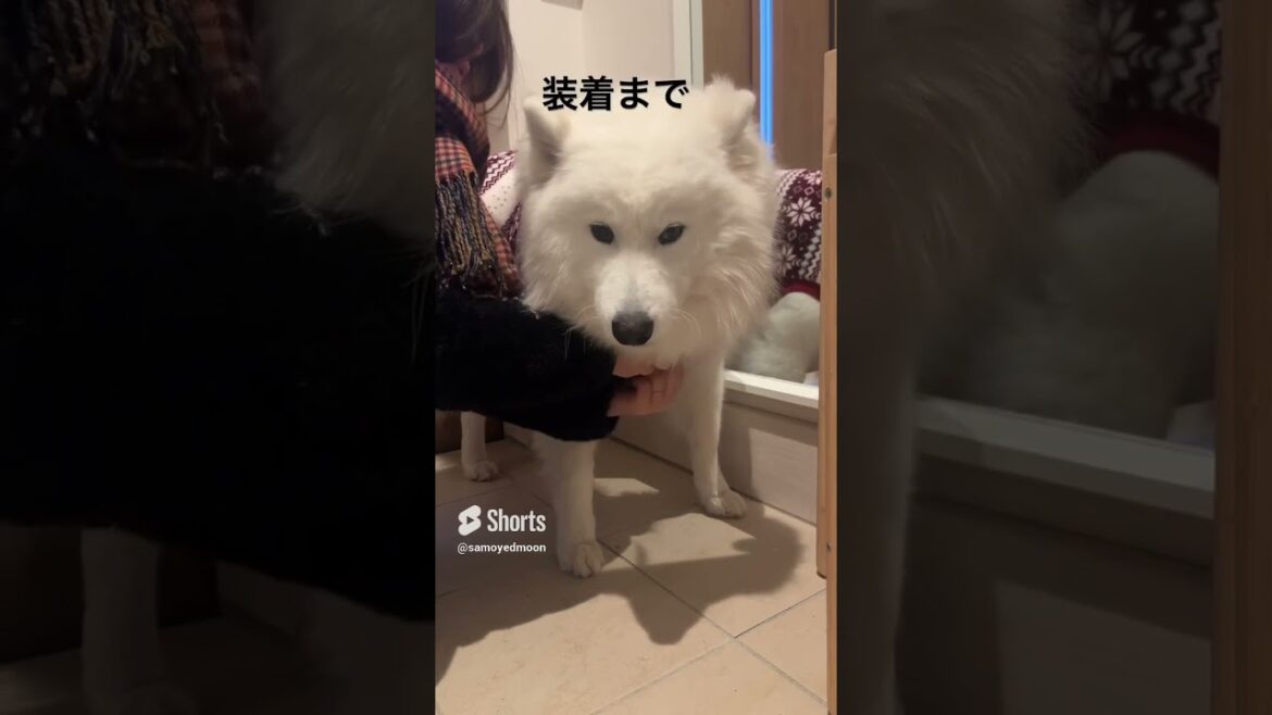 サンタコスプレがお似合いなサモエドのムンしゃん #サモエド #ムーン #クリスマス #パピー #犬のいる暮らし  #白モフのいる暮らし