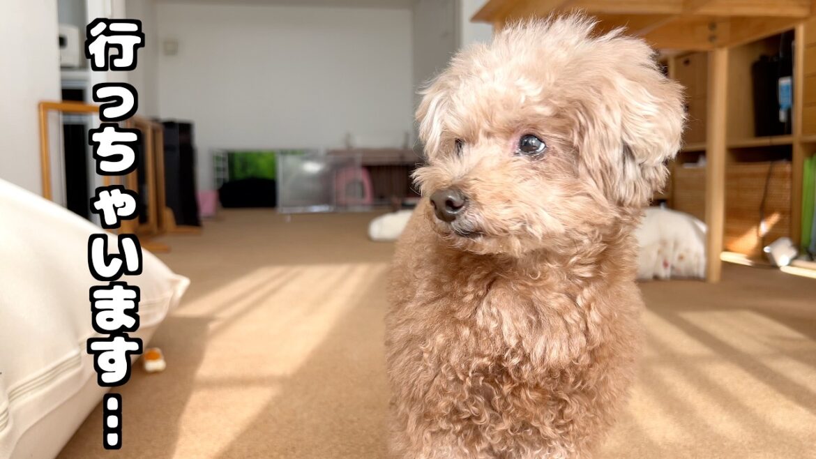 パパが出かける時に誰もいないとママを呼びに来る愛犬が賢い【トイプードル】