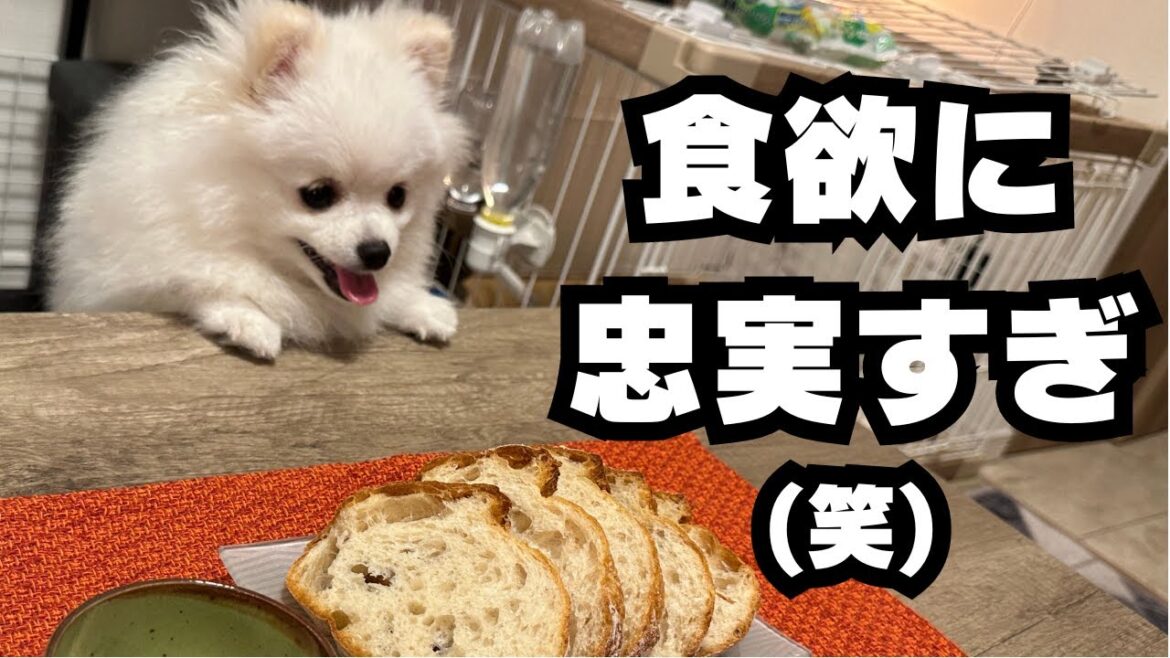 食欲に忠実なポメラニアンの可愛い姿をまとめてみた