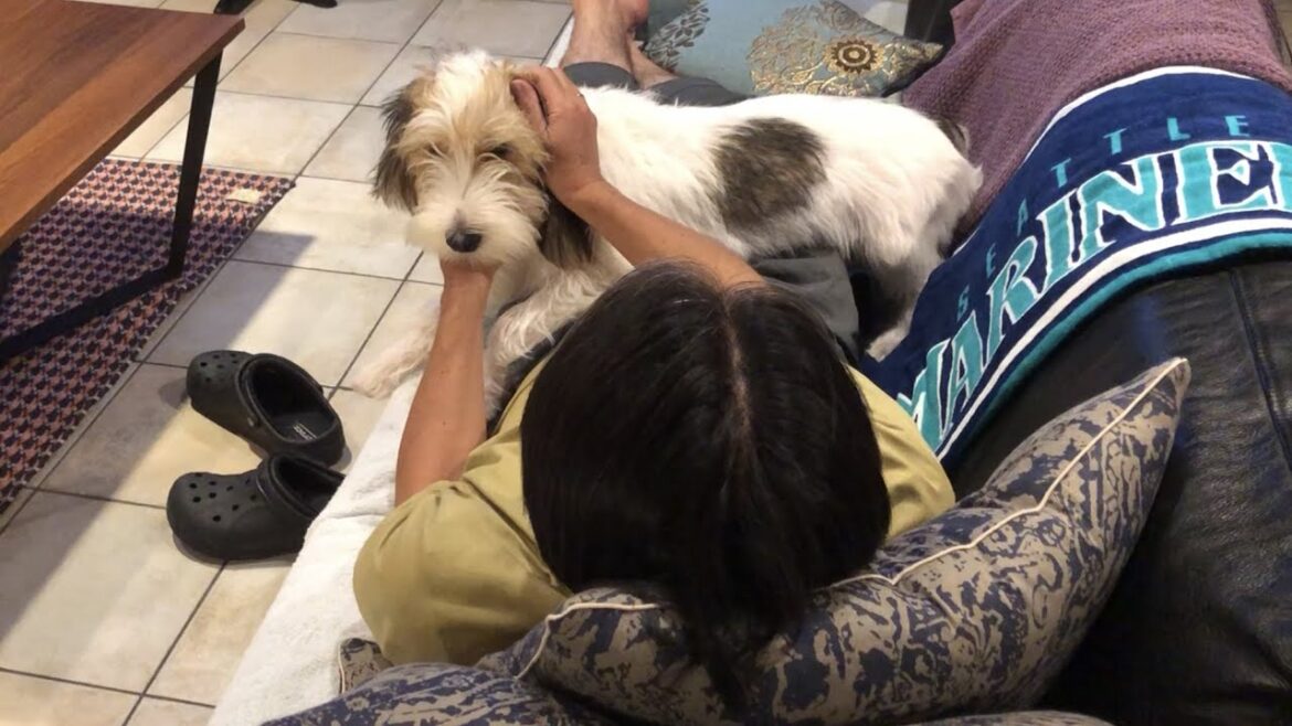 パパには勝てなかったプチバセの子犬