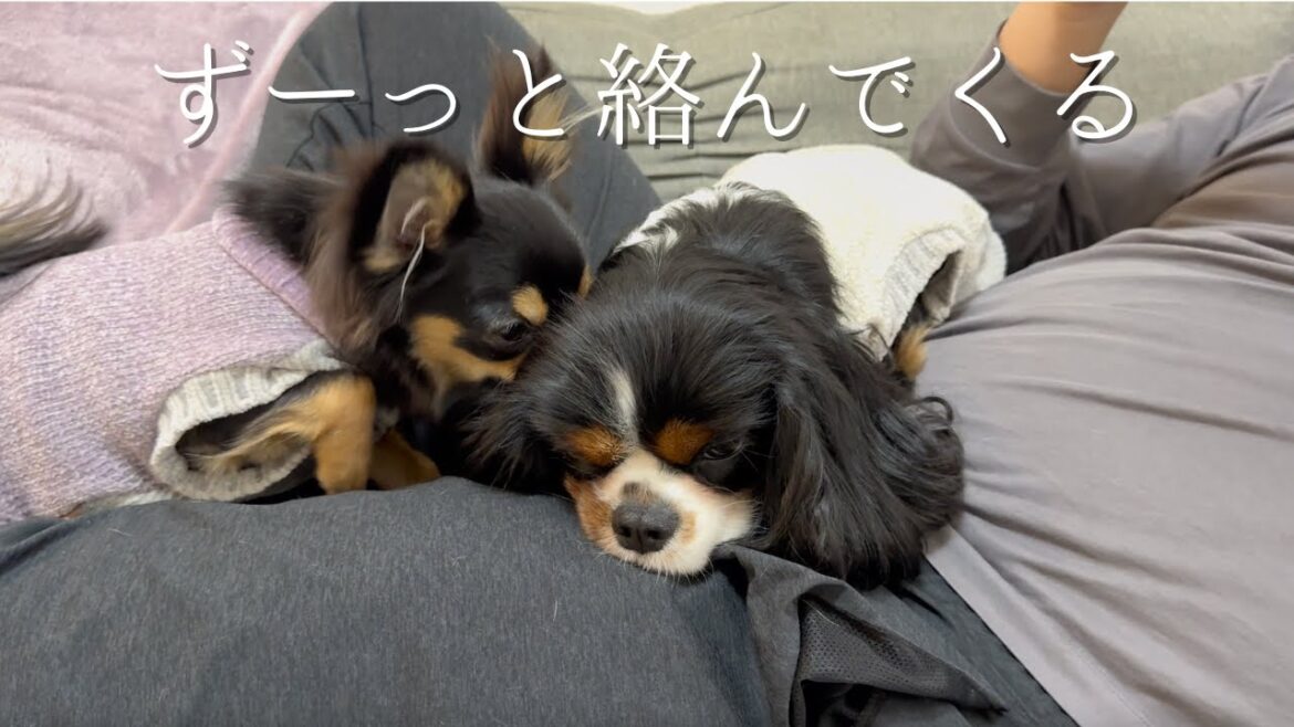 【騒がしい・・・】後輩犬チワワに振り回される先住犬たちが可愛いw