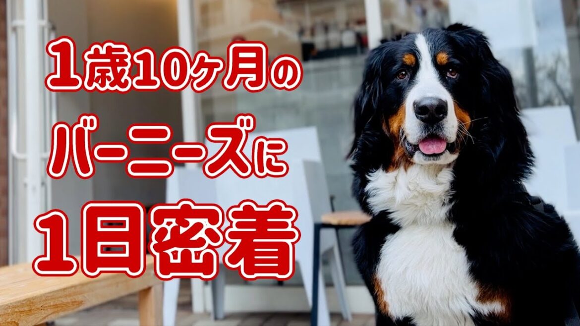 1歳10ヶ月のバーニーズマウンテンドッグに密着しました 1歳10ヶ月のバーニーズマウンテンドッグに密着しました