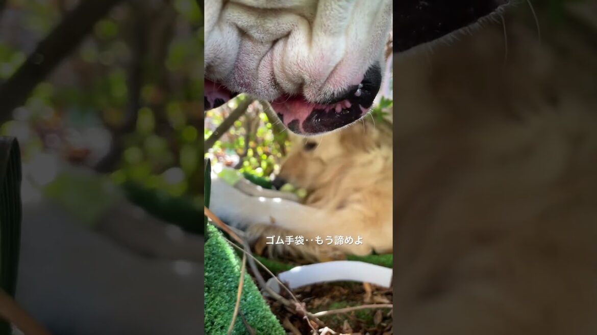 こっちも隠れてやってんねぇ😑ゴールデンレトリバー　ボクサー犬