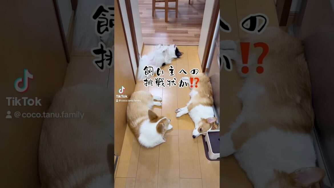 ワンコ達からの挑戦状‼️受けてやる🐾 #コーギー多頭飼い #多頭飼い #狆犬