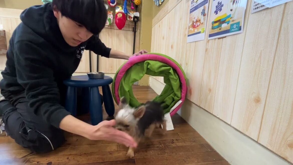 ヨークシャーテリアの”ピノコちゃん”と”トンネル”に挑戦！
