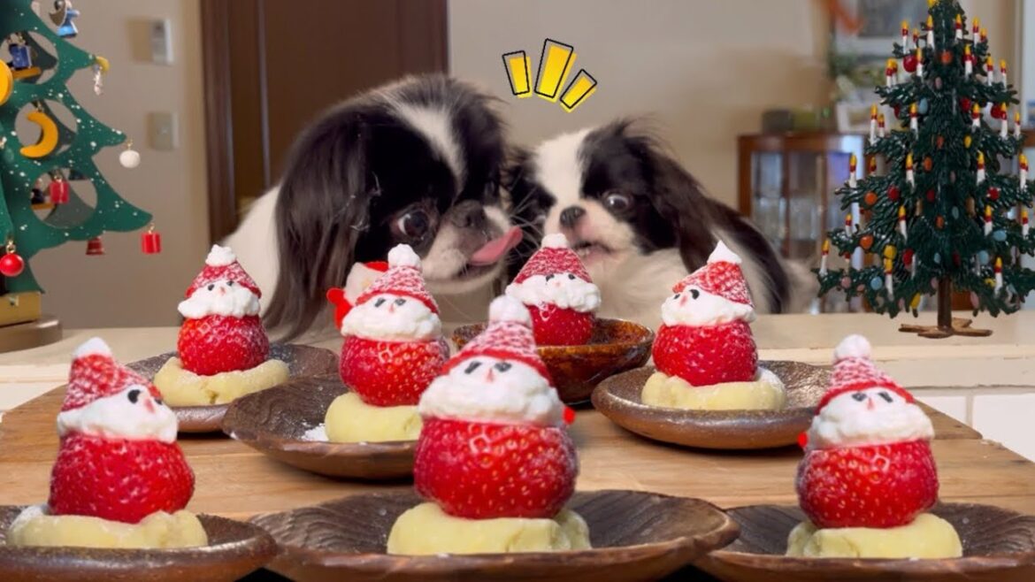 初めて犬たちに苺サンタを作ったら2人の反応がかわいすぎましたw