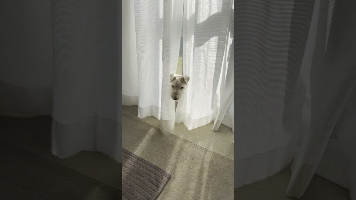#かくれんぼう #shorts #ワイヤーフォックステリア #レークランドテリア #wirefoxterrier #lakelandterrier  #犬のいる生活  #のこりび景色 #シニアブロガー