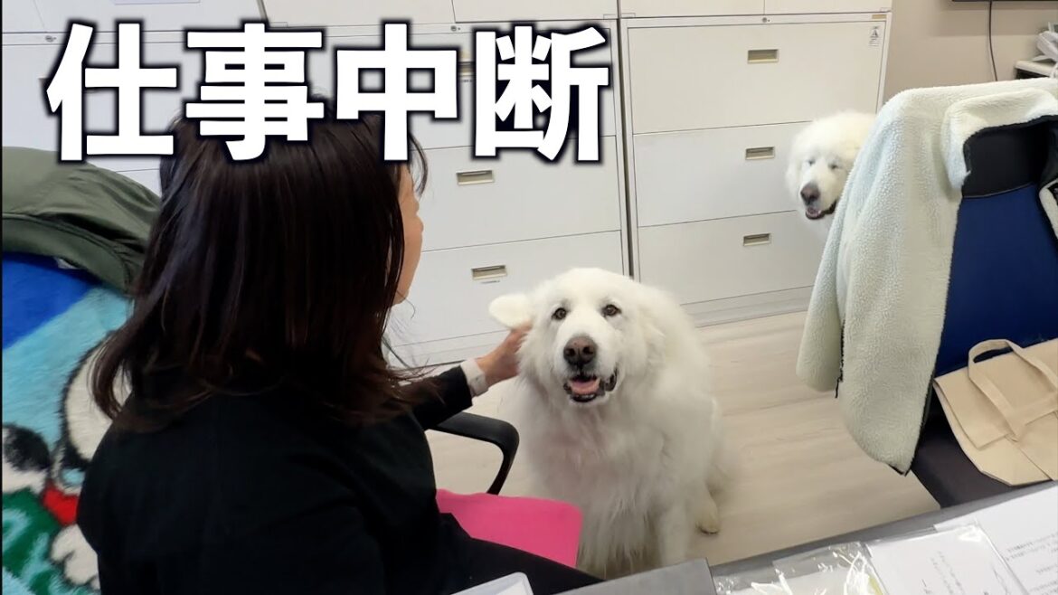 グレートピレニーズが事務所にいると仕事が全く進みません
