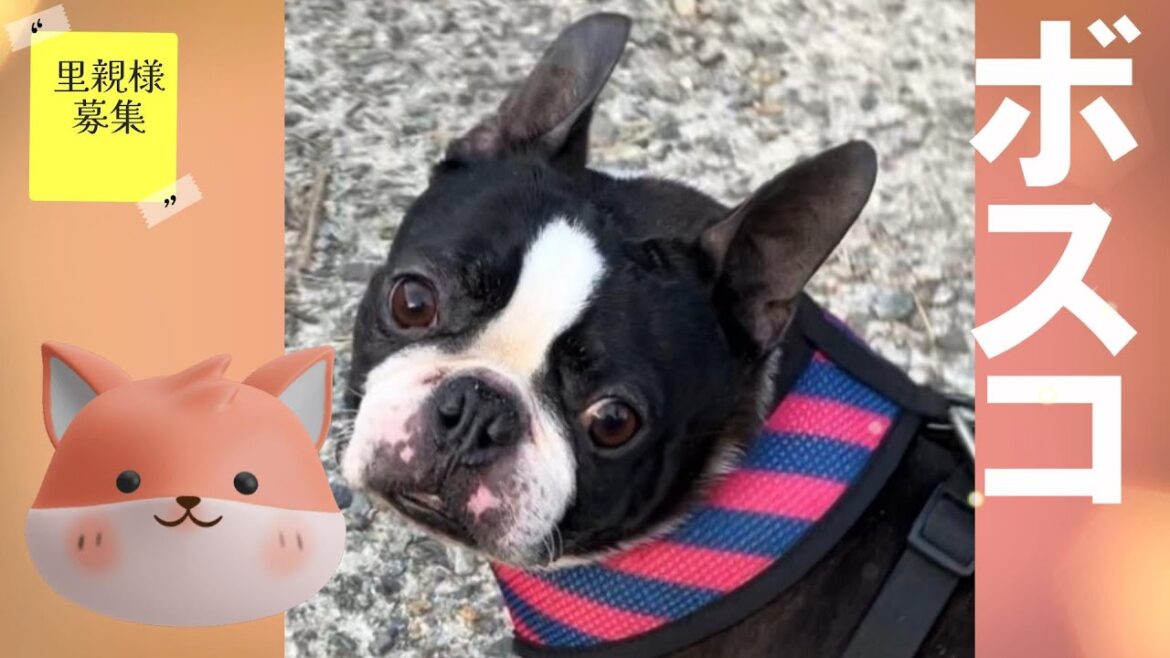 お散歩大好き♡ボスコ　　犬