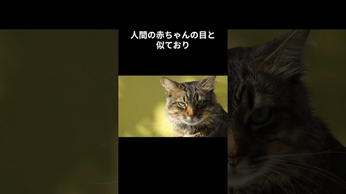 可愛すぎて悶絶！マンチカンの雑学5選#cat #未知なるキャット #catbehavior  #キャット #雑学 #catcare  #pettingcat #ねこ