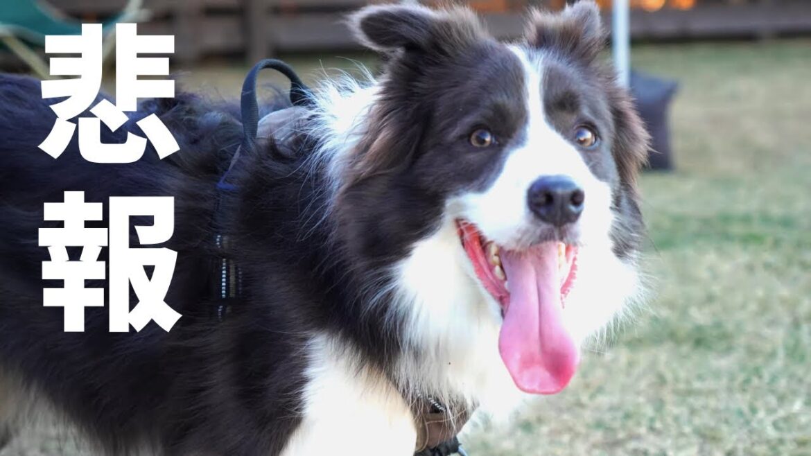 【犬が来て29ヶ月】愛犬が飼い主に似てきてしまった…【ボーダーコリー】