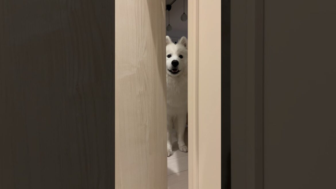 トイレ待ちのサモエドムンしゃん🐻‍❄️ #サモエド #ムーン #パピー #子犬 #犬のいる暮らし #白モフのいる暮らし #トイレ長っ