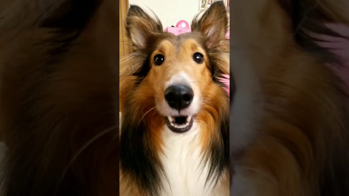 【シェルティ】今年の可愛いまぐをまとめてみました