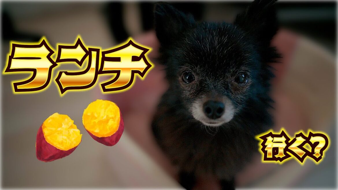 愛犬黒ポメラニアンと過ごした仕事の休憩時間｜ランチタイム