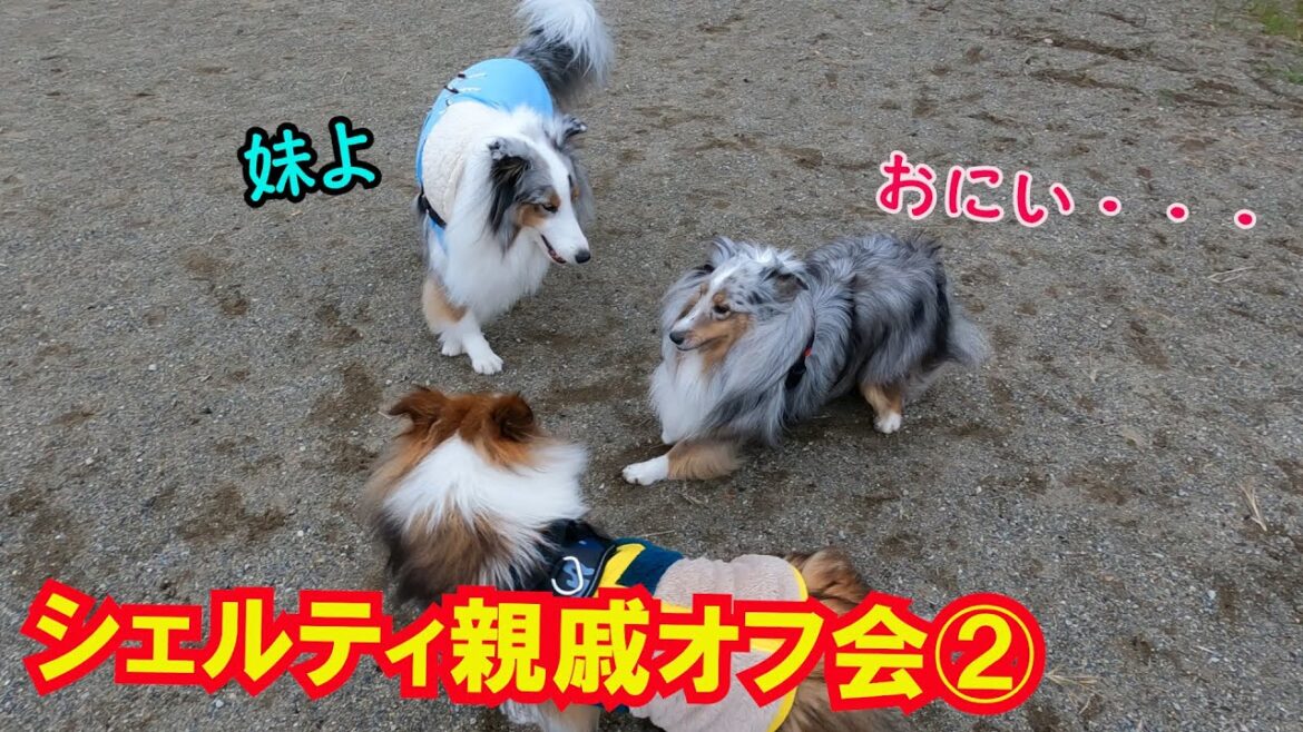 【シェルティ】兄妹と再会でテンション爆上げの愛犬がメルヘン。#シェルティ. #ブルーマール. ＃Sheltie. #シェットランドシープドッグ. ＃ドッグラン.＃銀色シェルティルカ侍.