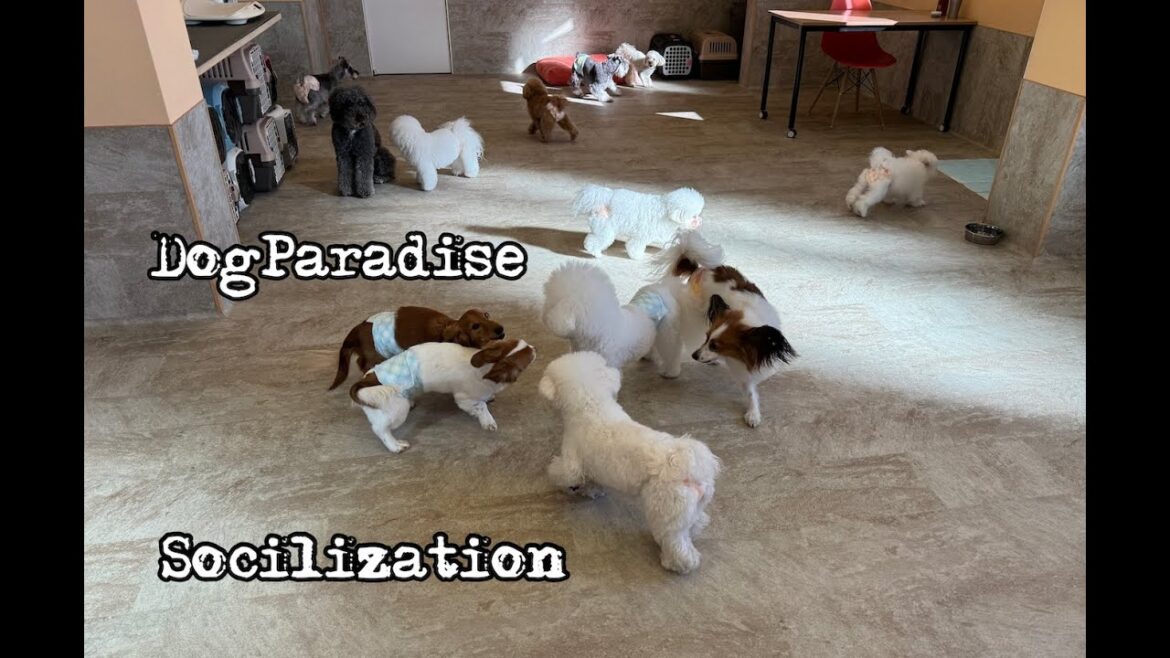 【犬の社会化と犬の保育園】犬の楽園ドッグリーニョの１日 Dog daycare and dog paradise in Japan dogs and puppy 20231226