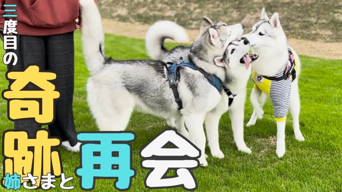 【 感動 】同じ日に生まれた姉妹と感動の再会!三度目の奇跡で繋がったシベリアンハスキー♪ 【 感動 】同じ日に生まれた姉妹と感動の再会!三度目の奇跡で繋がったシベリアンハスキー♪