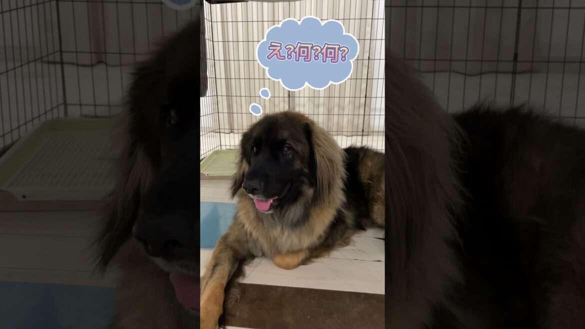 【超大型犬】　ショート ヘソ天　Leonberger　レオンベルガー ＃Shorts  #dog #犬のいる暮らし