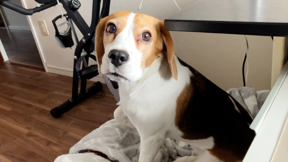 置いてけぼりにされたビーグル犬の寂しい遠吠え・・・その理由は！？【ビーグル多頭飼い】