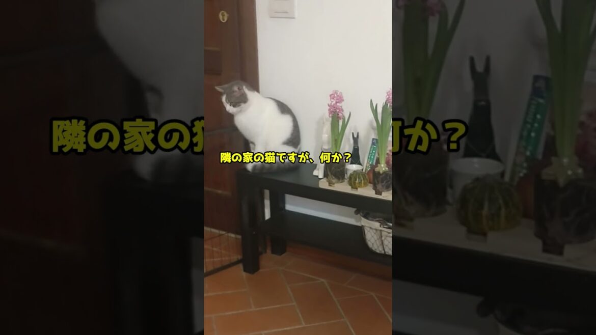 毎日うちに来る近所の猫の新しいお気に入りスポット　#shorts