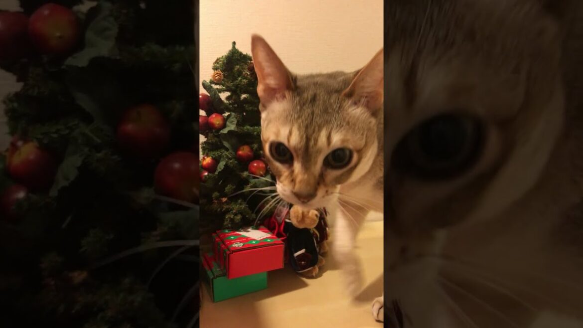 ミニクリスマスツリーを怪しんでチェックするシンガプーラなのにゃ♪ #cat #シンガプーラ#singapura