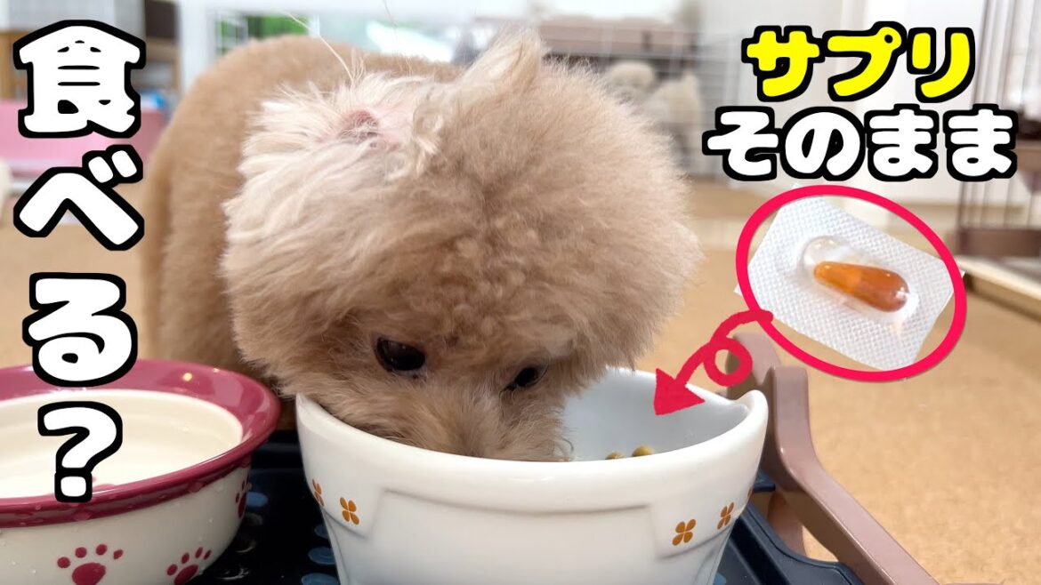 苦手だったサプリをそのまま愛犬にあげた結果…【トイプードル】