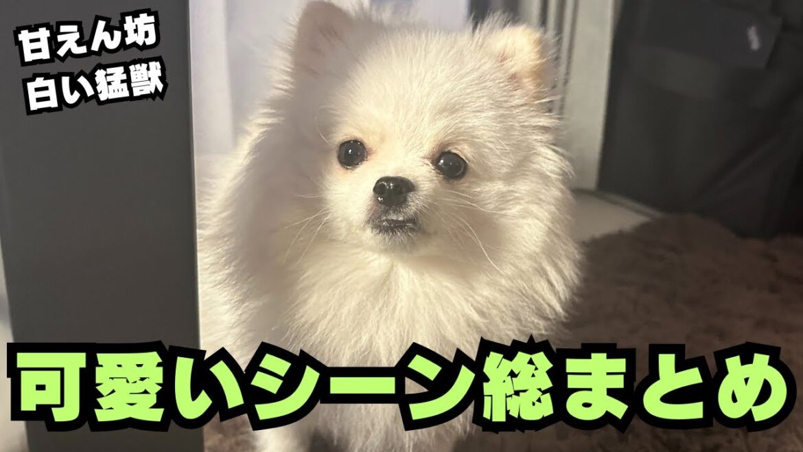 ポメラニアンむすめの可愛いシーンを全てまとめてみた