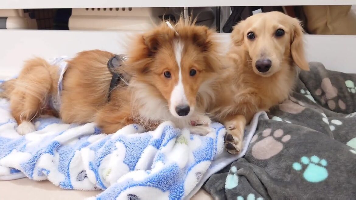 ダックスにべったりなパピーシェルティ 🐶ひみつきちなう!②🐶  2023年12月28日 ダックスにべったりなパピーシェルティ 🐶ひみつきちなう!②🐶  2023年12月28日