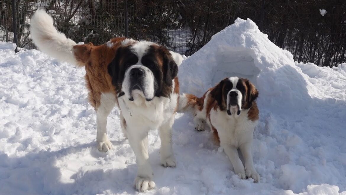 【ベルと雪の嬢王】Belle and the Snow Queen] Diary of an Ordinary Saint Bernard　ペキニーズもいるよ！平凡なセントバーナードの日記