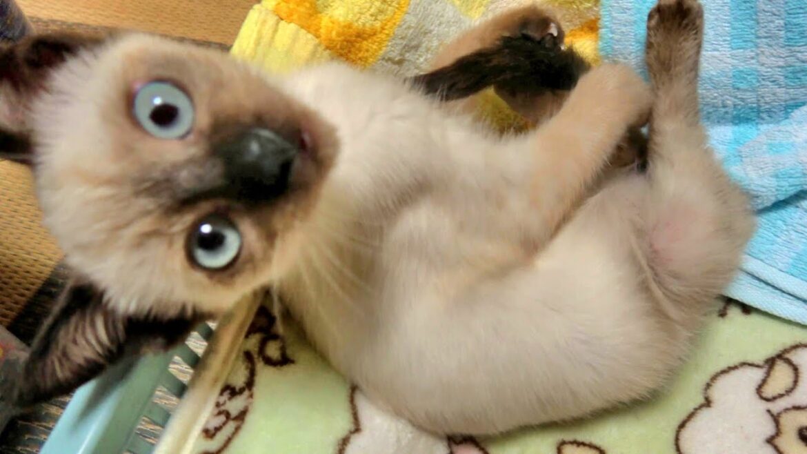 機嫌が悪いシャム子猫をなだめようと手を差し出した結果🤭