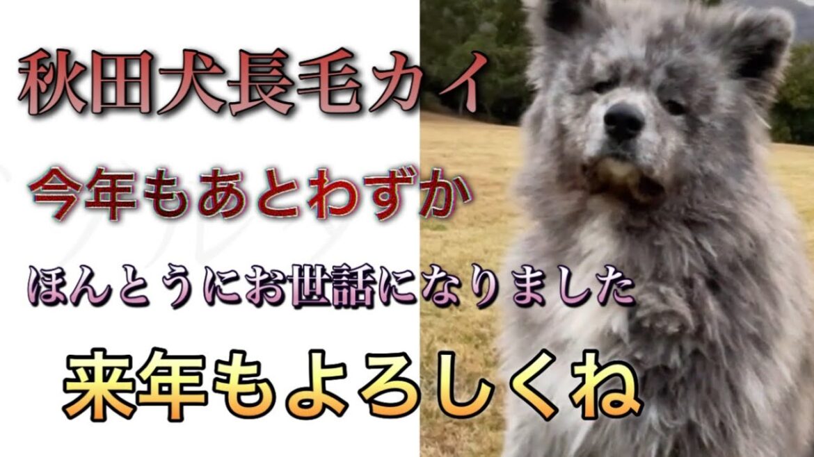 秋田犬長毛カイ今年もお世話になりました