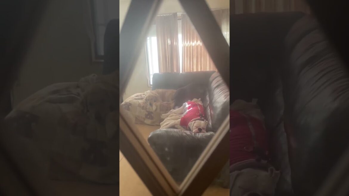 あらー🥰しっぽブンブン丸　ゴールデンレトリバー　ボクサー犬