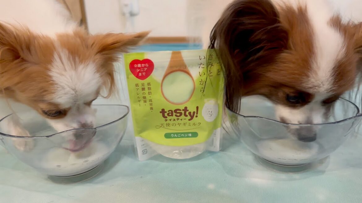 ポムがCMに出ることになりました🥛