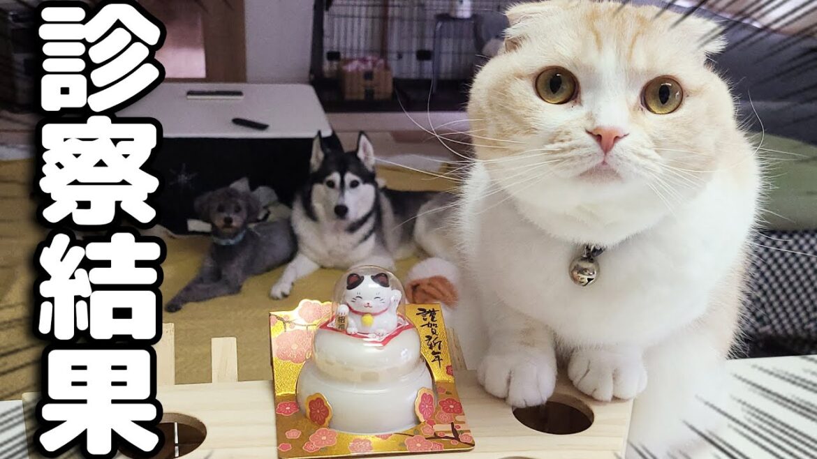 病院での診察結果がでました… 病院での診察結果がでました...