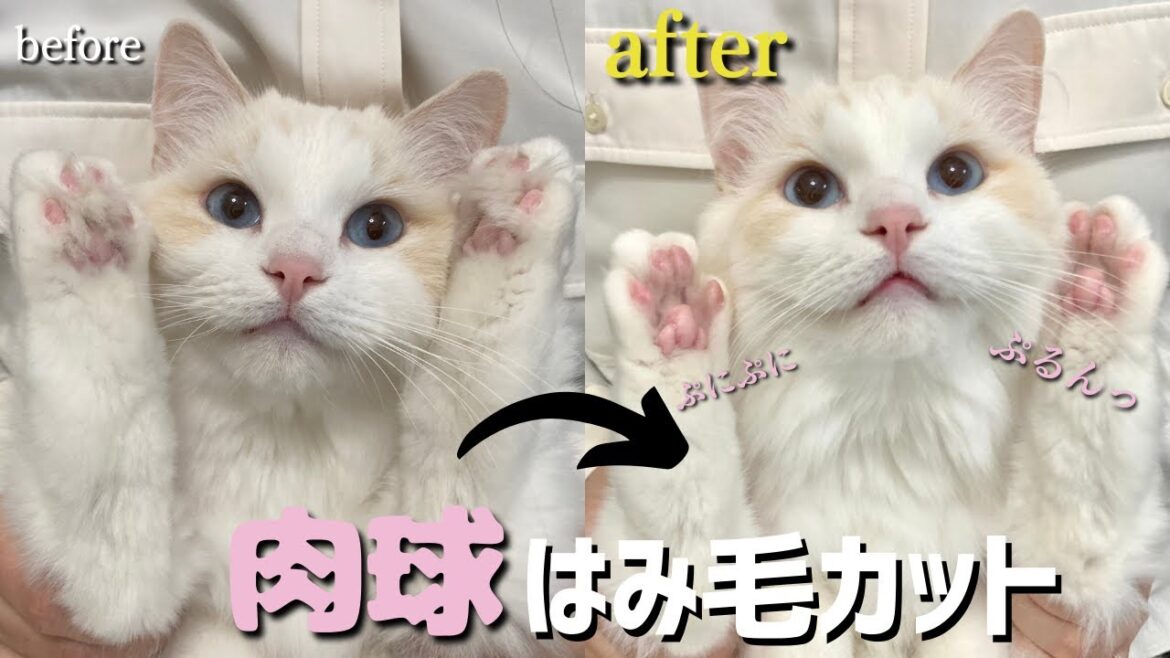 猫の足裏のはみ毛をカットしたらぷにっぷにの肉球が現れたw|ラグドール|猫との暮らし| 猫の足裏のはみ毛をカットしたらぷにっぷにの肉球が現れたw|ラグドール|猫との暮らし|