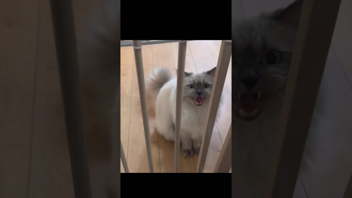 ご飯をねだる声が可愛すぎた　もふもふのサイベリアンの三つ子の子猫　#shorts