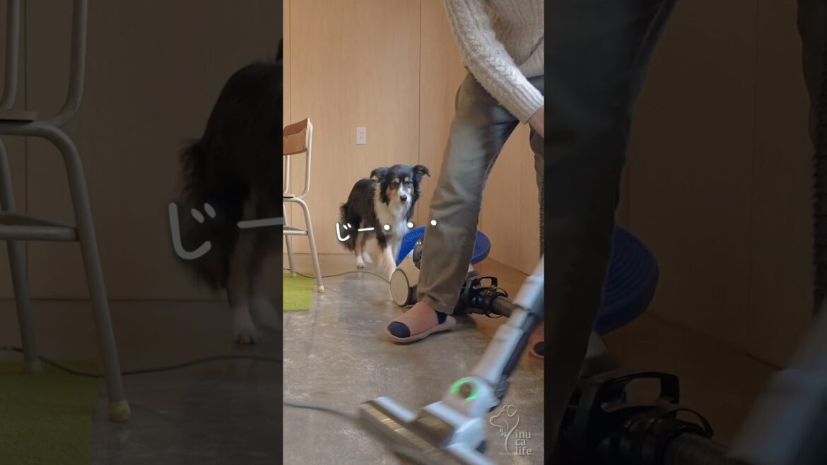 掃除機大好きボーダーコリー #ボーダーコリー #オーストラリアンシェパード #dog 掃除機大好きボーダーコリー #ボーダーコリー #オーストラリアンシェパード #dog