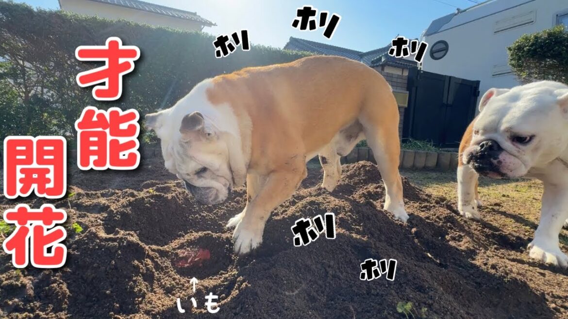 【おはぶる】普段何もできない不器用な愛犬が遂に芋掘りの才能を開花させた瞬間‼︎ 【おはぶる】普段何もできない不器用な愛犬が遂に芋掘りの才能を開花させた瞬間‼︎
